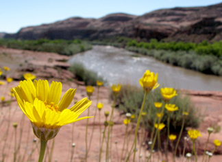 Flowers by San Juan River--Photo by PRB