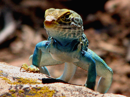 Eastern Collared Lizard--photo by Patrice Rhoades-Baum